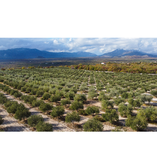 Grand selection Premium Extra virgin olive oil 500ml