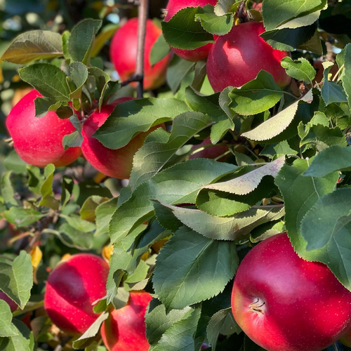 Fresh Apple