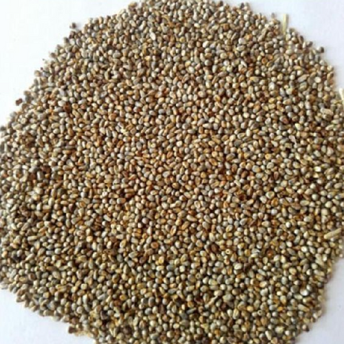Millet Seed Gulfood Manufacturing 2023