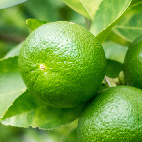 Lime distilled essential oil Mexico