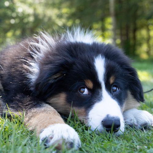 Pet Calming Supplements