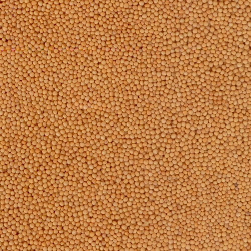 YELLOW MUSTARD SEEDS Gulfood 2025
