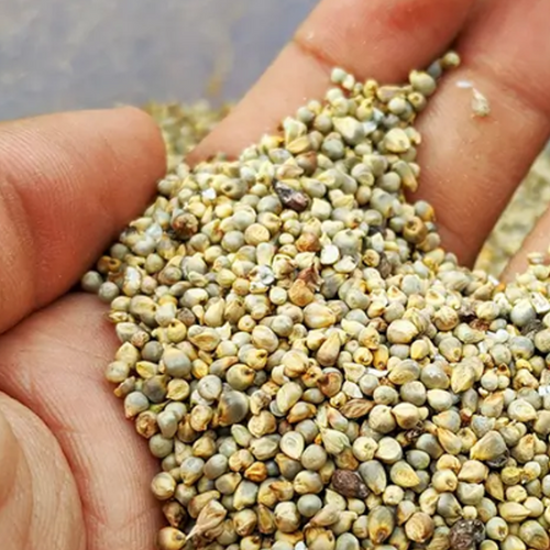 Best price hot sell enriched grains Millet for animal and bird feed top product 2022 wholesale rate