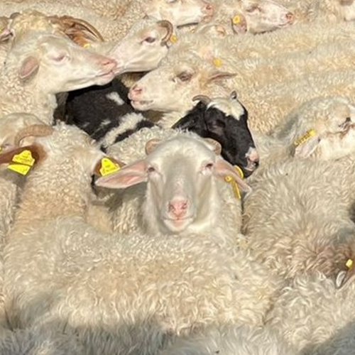 Livestock, Chilled Sheep meat products