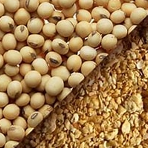 Soybean & Soymeal