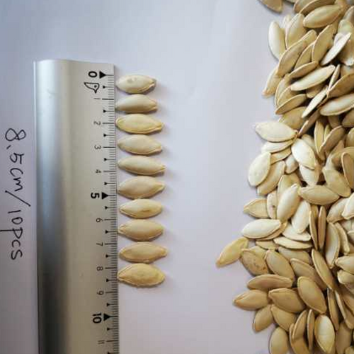 LADY NAIL PUMPKIN SEEDS Gulfood 2025