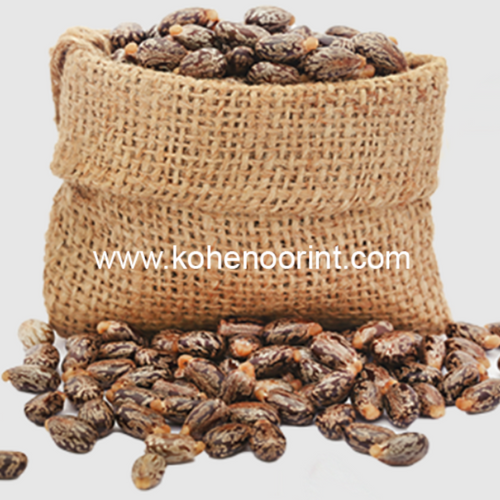 castor seeds Gulfood 2025