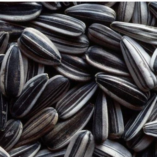 Sunflower Seeds Gulfood 2025   500x500