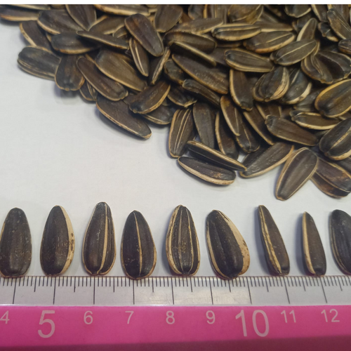 SUNFLOWER SEEDS JUMBO