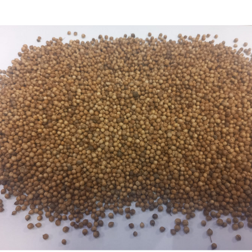 WHOLE CORIANDER SEEDS