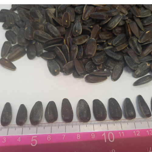 SUNFLOWER SEEDS BLACK JUMBO