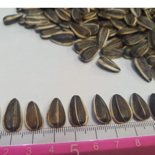 SUNFLOWER SEEDS CONFETA