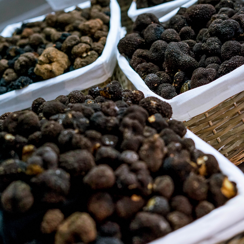 Fresh black truffles Gulfood 2025