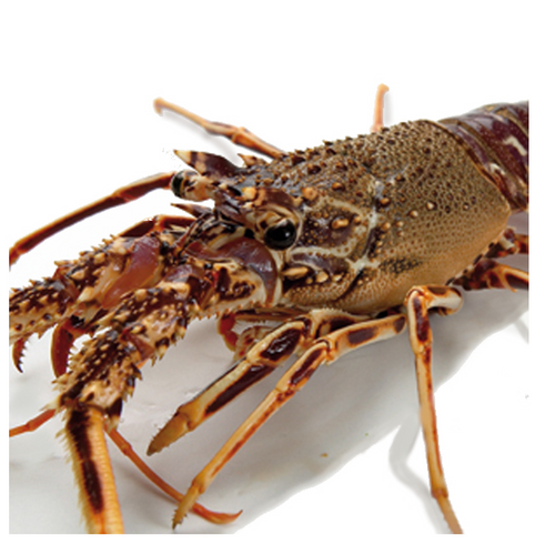 SPINY LOBSTER Gulfood 2025