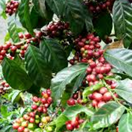 ROBUSTA COFFEE BEANS