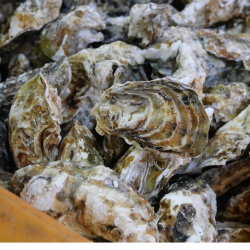 Emperor Oyster 11 Gulfood 2025