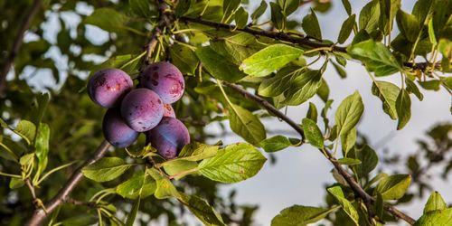 California Prune Board reinforces its commitment to sustainability