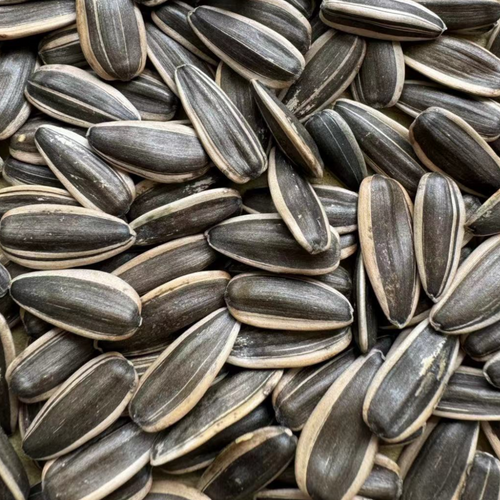 SUNFLOWER SEEDS