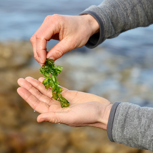 Food-grade Seaweed