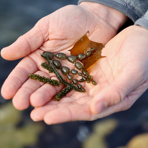 Food-grade Seaweed