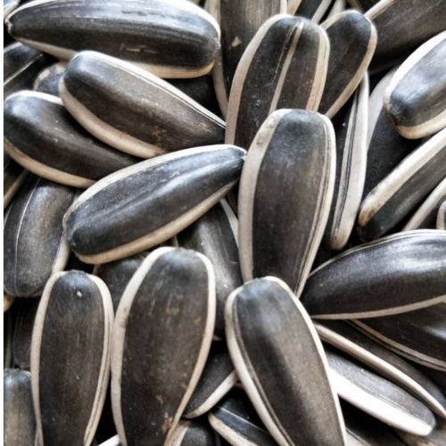 sunflower seeds