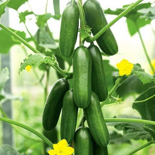 Baby cucumbers