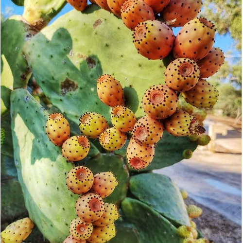 Prickly pear