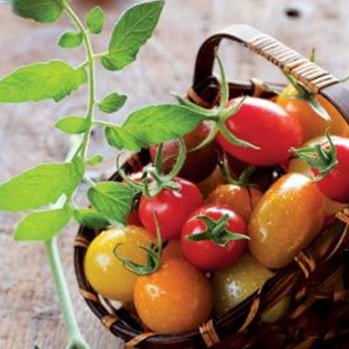 Cherry tomato mix