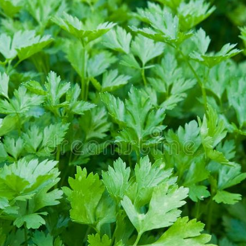 Parsley