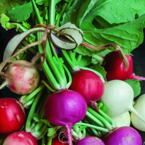 Colored radishes