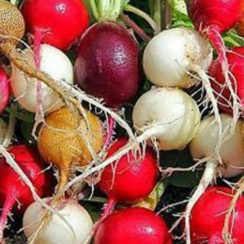 Colored radishes