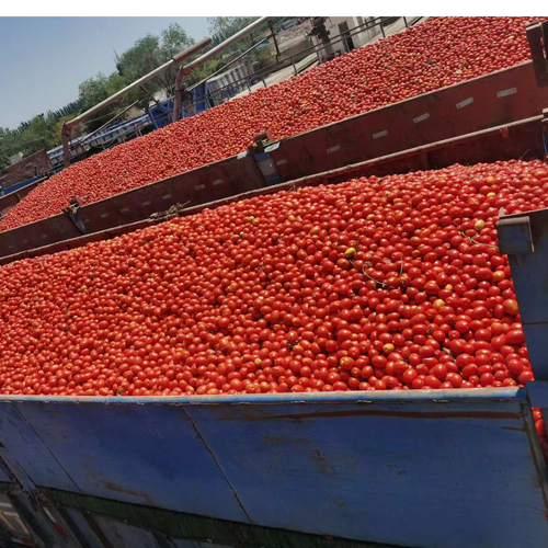 industrial tomato paste