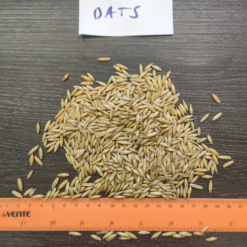 Grain Cereal -Oats (food grade)