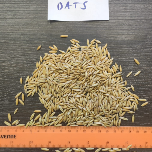 Grain Cereal -Oats (food grade)