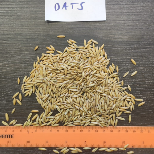 Grain Cereal -Oats (food grade)