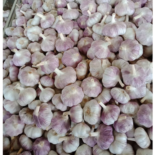 Fresh garlic