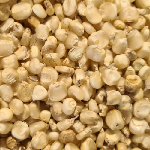 Corn Seeds