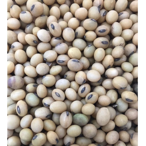 Soya Beans