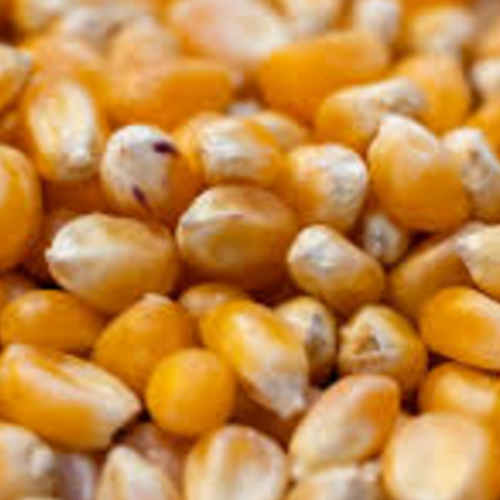 Corn Seeds