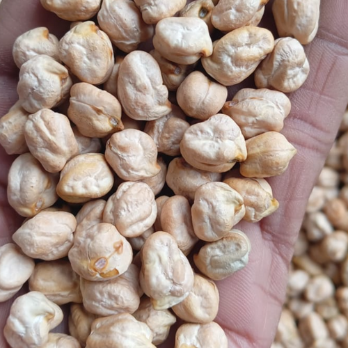 CHICKPEAS KABULI CHANA 11 MM 42/44