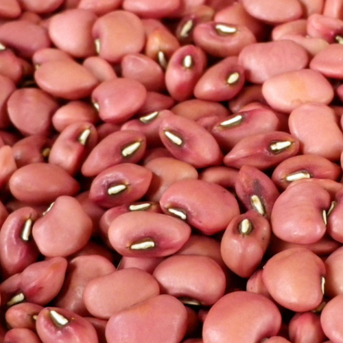 RED COW PEAS