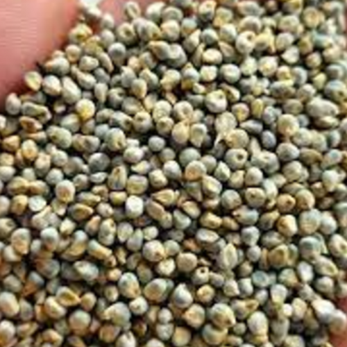 GREEN MILLET