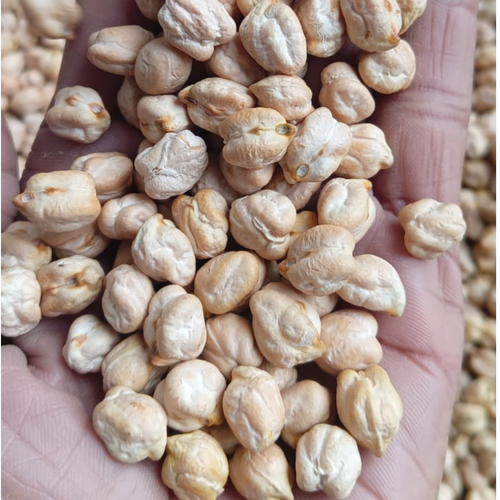 CHICKPEAS KABULI CHANA 11 MM 42/44