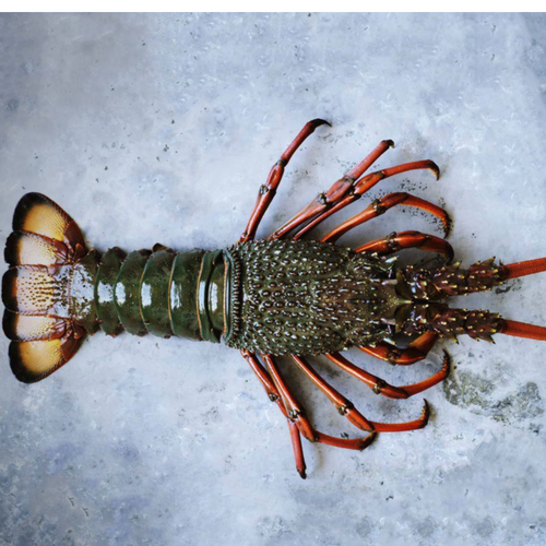 Frozen Seafood