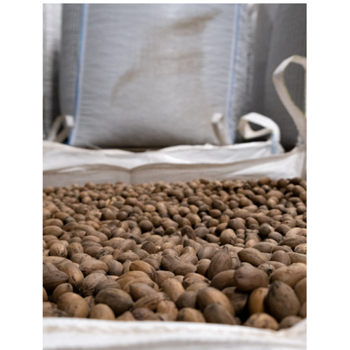 Chase Pecan