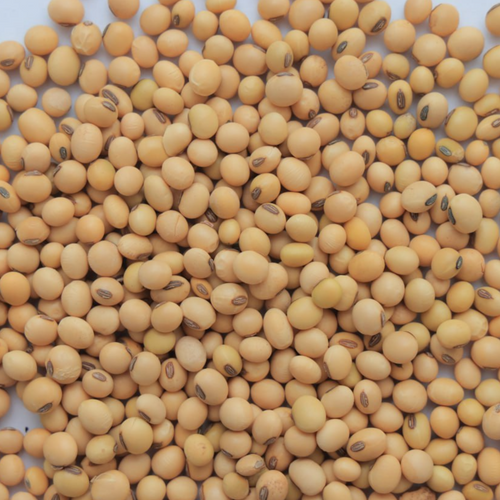 Soya Bean