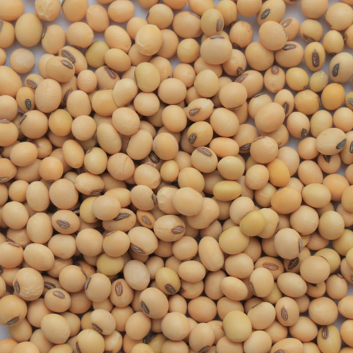 Soya Bean