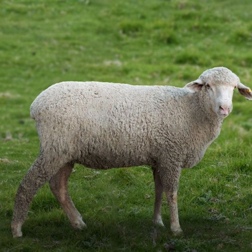 Merino Lamb