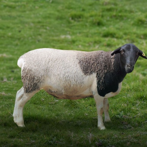 Australian Dorper Lamb