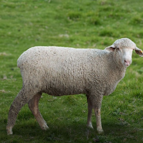 Merino Sheep Wether